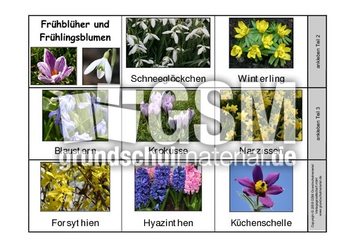 Leporello-Frühblüher-Frühlingsblumen-1.pdf